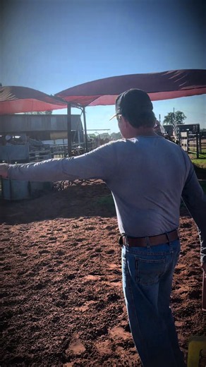 Team Roping Horse Rodeo Tips for Beginners