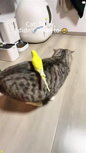 When the Parrot Meets the Cat: A Hilarious Encounter