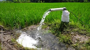 Irrigation of rice fields using pump wells with the technique of pumping water from the ground to flow into the rice fields. Pumping water through plastic PVC pipes from underground using electric.