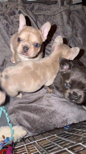 1.9K views · 35 reactions | All looking for furever  @highlight Rosado’s Angelic Frenchies | Tina Marie | Facebook