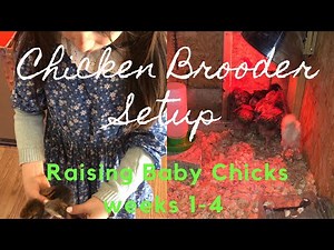 Chicken Brooder Setup, Raising Baby Chicks Weeks 1-4