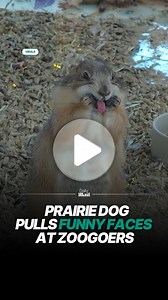 Prairie dog makes funny faces at zoo visitors