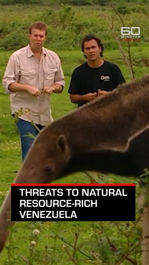 60 Minutes Australia on Instagram: "In 2003, 60 Minutes travelled to the grasslands of southern Venezuela to witness the vastness of the country's natural resources. Apart from the abundance of oil and gold, the Latin American country also has a diverse wildlife, including giant anteaters and monster anacondas. But for decades, all these have faced threats from commercial poaching and lack of government control. Watch 2003 story on the 60 Minutes Australia Youtube channel."