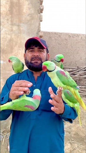 Ismail Parrot Teaching Amazing Parrot Tricks 🦜🔥 | Viral Short