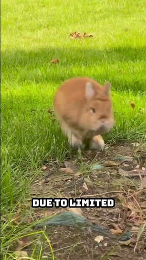 How High Is a Rabbit’s Jump? Explained