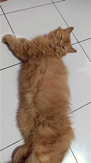 funny cats #131 #cats #cute #pets #meow #instacat #catlover #kittensofinstagram #animaloveras