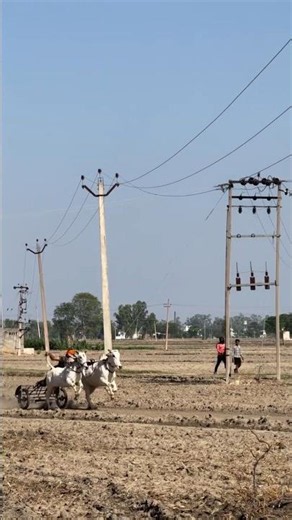 Nagaur Bull Race / Nagaur Bull Market / Nagaur Bull / Bullock Cart Race / Only One Passion: Bullo...