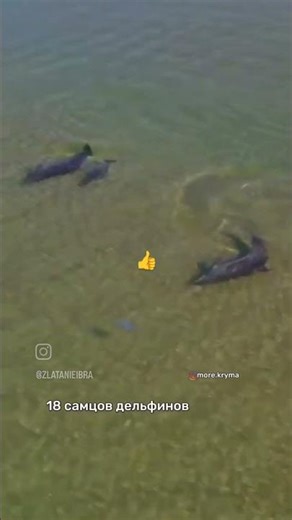 Playing with a pod of dolphins with its family.