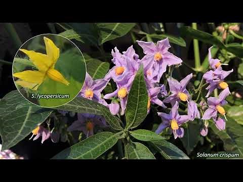 Solanaceae - UK wildflowers - Five-minute families