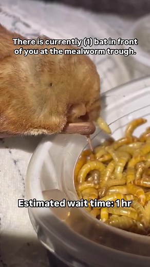 Bat Conservation and Maternity Roost Insights