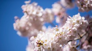 What to know about cherry blossom season at Oregon State Capitol in Salem