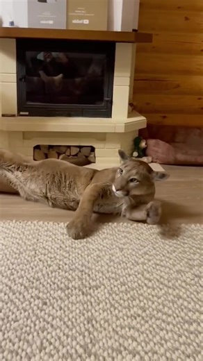 A cougar is a large cat#tiktok #fyp #animals #funny #cougar | Animals Of TikTok