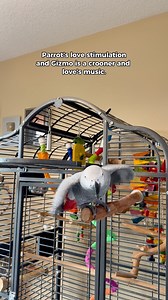 This is SO embarrassing but wanted to show that parrots need more stimulation than just toys! Human interaction with something they love is so important too! #gizmothegreybird #gizmosjourney #talkingparrot #funnyparrot | Gizmo the Grey Bird