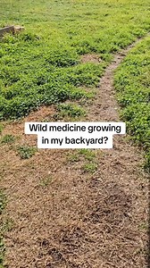 Wild herbal medicine growing in my backyard 🌱 #herbalmedicine #backyardforaging #foraging #medicinalplants #medicinalherbs #herbalism #herbalist | Barefoot Earth Apothecary