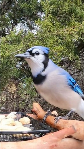 Blue Jay Screams at the camera 🥜