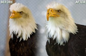 Injured bald eagle gets new 3-D printed beak