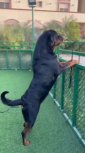 Rottweiler Barking #dogs #rott #rottweiler #puppy #shorts #trending #short #dog | The Rottweiler