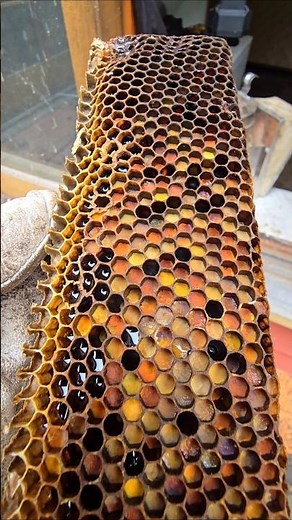 Bees eat Bee Bread 🍞 Recipe: pollen, nectar, and bee saliva.
