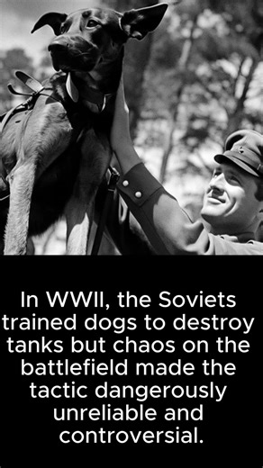 In one of WWII’s strangest military strategies, Soviet “anti-tank dogs” were trained to destroy enemy armor. But scared by battlefield noise and trained using Soviet tanks many dogs caused more harm than help. This bizarre chapter in wartime history raised serious ethical concerns. | History Exposed