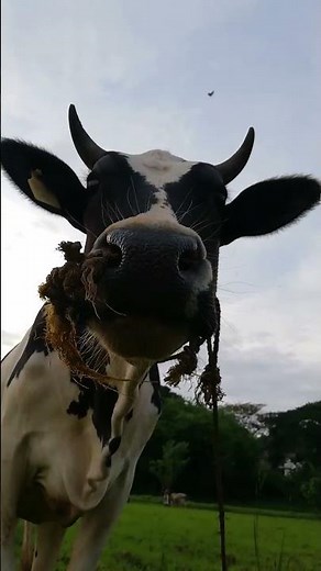 Funny Cow Screams!