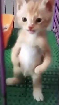 Cats Walking Like Humans, Mirror Shock & Jealousy Drama!