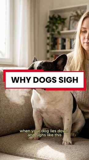 Why Dogs Sigh When They Lie Down 👇