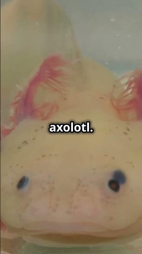 5 Incredible Animal Adaptations