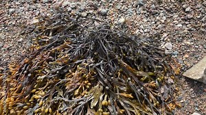 Pemphigus, Fucus vesiculosus, a brown algae from the Atlantic Ocean lying on small rocks of the coast after low tide