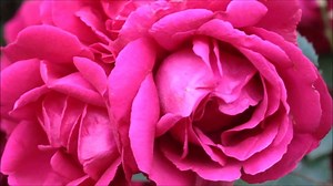 Roses, Rose Petals, Red