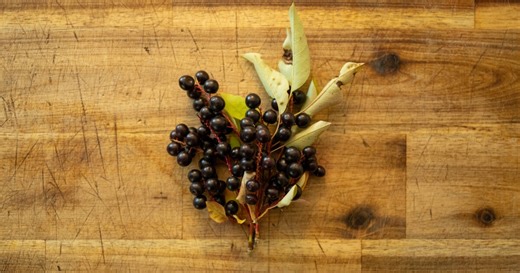 Chokecherries in Montana: Where to Find Them and How to Enjoy Them