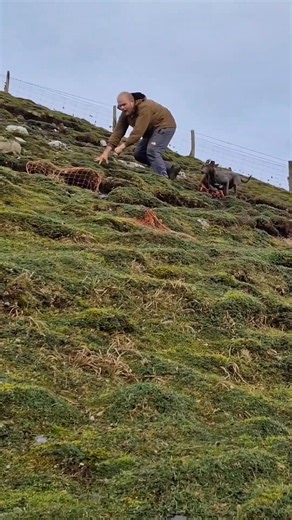 #hunting #workingdog #ferreting #bluethebunnybasher #sukithesaluki #lurcher #rabbiting #fieldsports | Booma