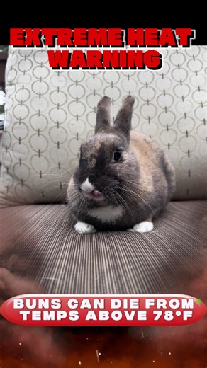 🚨 EXTREME HEAT WARNING – SOUTHERN CALIFORNIA 🚨 🌡️ Deadly temps for bunnies! Keep them indoors at 70°F–75°F ❄️ 🚫 Frozen bottles aren’t enough – they melt fast! 🔥 Heat risks: 💧 Dehydration | 💩 Diarrhea | ❤️‍🩹 Heart attack | 🥵 Heat stroke | 💀 Death ✅ What to do: 🏡 KEEP BUNS INDOORS – Never let the temp go above 78°F 💨 Use A/C & fans (but not blowing directly on them) 🚘 Avoid car rides unless necessary – cool car FIRST 🧊 Rotate frozen bottles/towels (wrapped!) in their space 🥗 Serve e