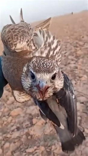 Beautiful 🦅peregrine Falcon Trapping pigeon Bird #🕊️#youtube #birds #harehunting #wildlife #falco