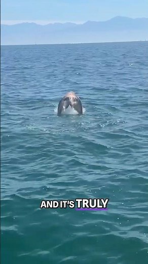 Most Convincing Mermaid Footage Ever Caught On Camera