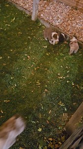 26 reactions | Our nightly routine of going outside to potty before bed has started! They are loving it! | Firestone Australian Shepherds | Facebook