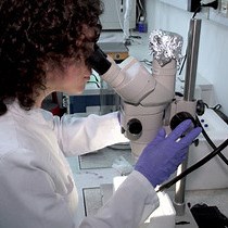 Video: Isolation of Mandibular Gland Reservoir Contents from Bornean 'Exploding Ants' Formicidae for Volatilome Analysis by GC-MS and MetaboliteDetector