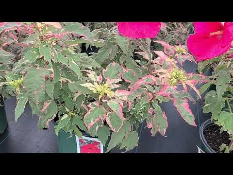 Hibiscus Summer Carnival (Rose Mallow) // Enormous🌸 Magenta Blooms & STUNNING Variegated Foliage!!