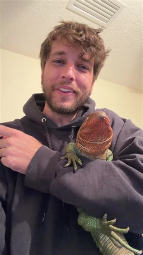 Discover the Fascinating Caiman Lizard