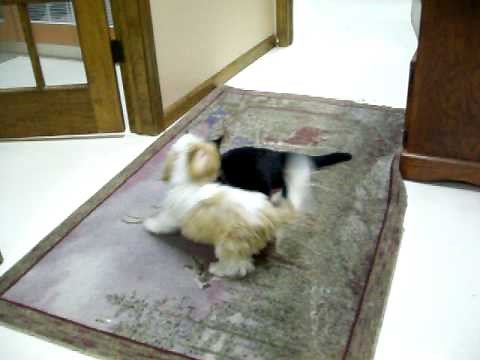 Kitten and Puppy playing