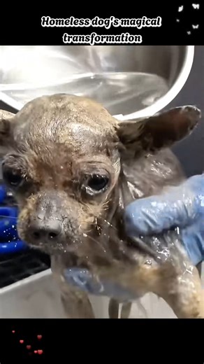 Homeless dog magical transformation rescuedog rescueanimals dog | Dog Rescue Shelter U.S