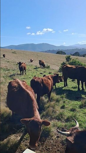 The Incredible Science Behind Bonsmara Cattle