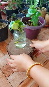 1.2K views · 39 reactions | How to Grow a Chinese Money Plant from a Cutting in Water: A Step-by-Step Guide with a 20-Day Update | Flower lovers | Facebook