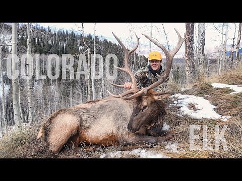 2023 Colorado 2nd Rifle OTC Public Land Bull Elk Hunt