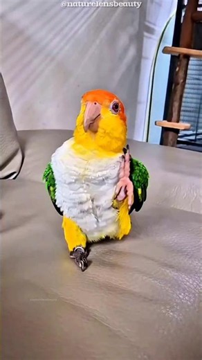 Caique Parrot: Cute Jumping Bird That Follows You Everywhere!