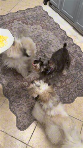 It’s Sunday, and Mommy put together a little morning clip of our routine aka the daily eggie scramble where me and my siblings line up like we’re auditioning for a cooking show. 🍳😂 We ate our eggies together, shoulder to shoulder, and yes… I may have given S’mores the look when he tried to sneak an extra bite. 😝 A lady’s breakfast is sacred. 😌🐾 And guess what? My birthday countdown officially started yesterday! 🎉🎂 I’m already feeling a little extra fabulous it’s part of my charm. A bunch 