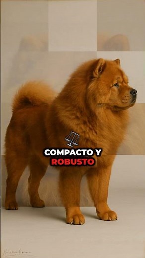 Physical appearance of the Chow Chow 🦁🐶 | The blue-tongued dog