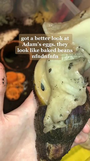 Exploring Snail Breathing Holes | Giant African Land Snail Hatching