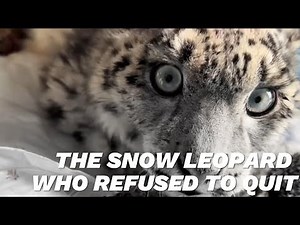 Snow Leopard Cub’s Incredible Recovery： Abandoned and Weak, But Not Broken ②