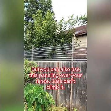 How to keep cats inside your backyard