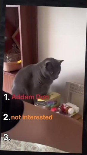 Smoking Cat Goes Viral 😹🚬This Cat Thinks It’s Human 😂#citylife #funny #studiowithcat